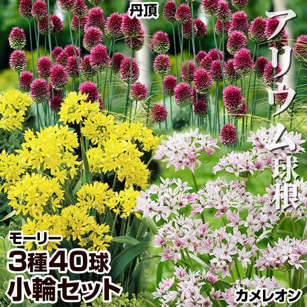 アリウム 球根 小輪セット 3種40球 アリウムの球根 アリウムの花 秋植え球根