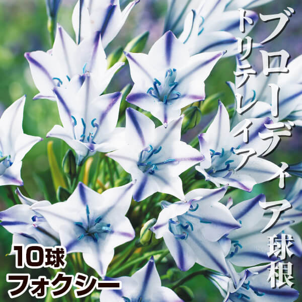 ブローディア  トリテレイア 球根 フォクシー 10球 秋植え球根