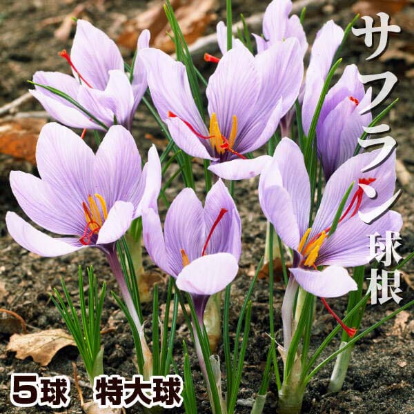 サフラン 球根 特大球 5球 サフランの球根 夏植え球根 : 花と緑 国華園