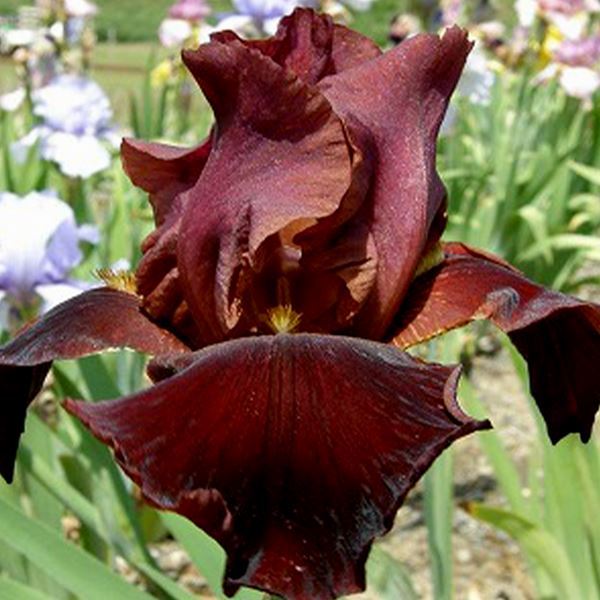 ジャーマンアイリス苗