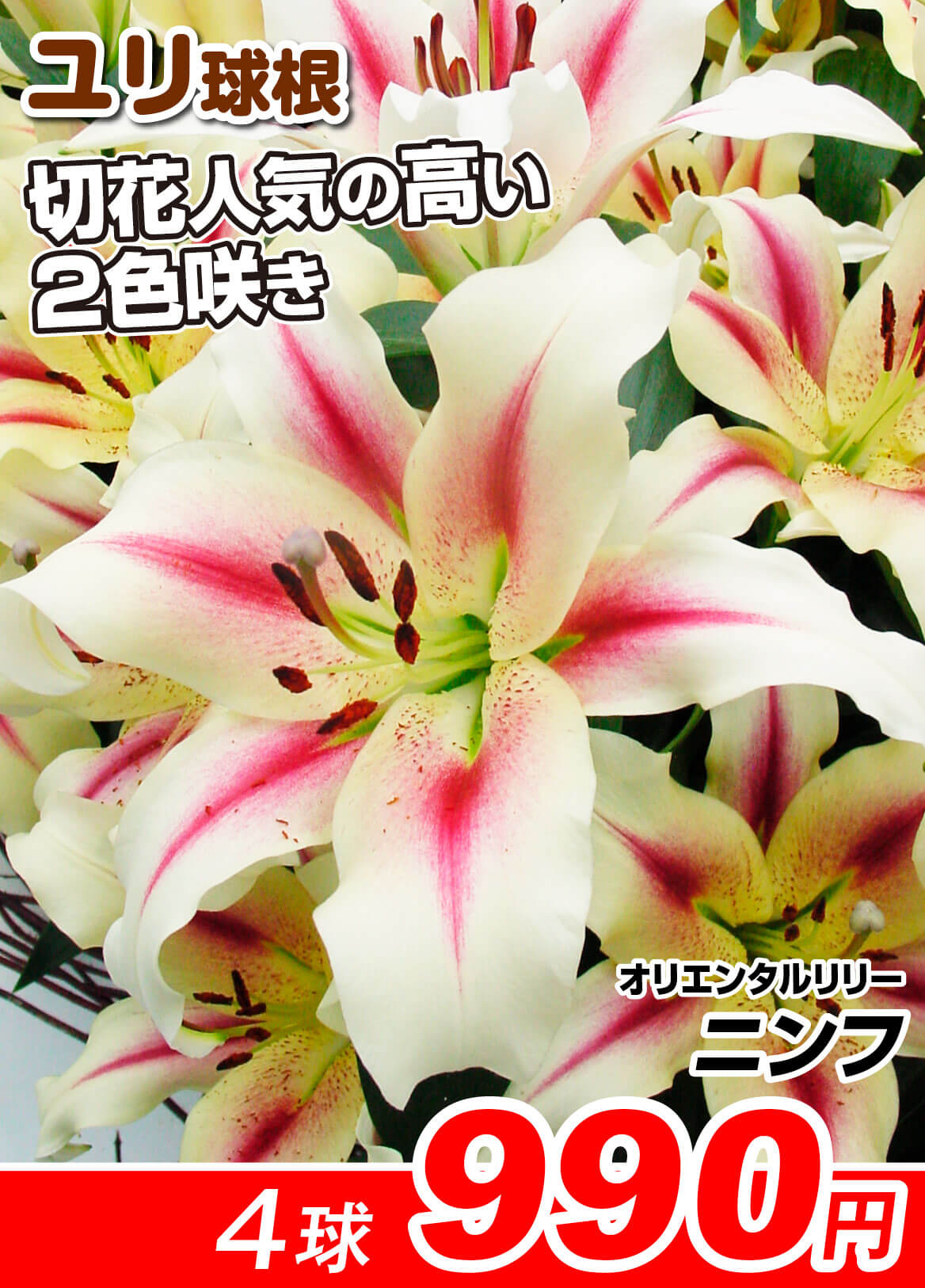オリエンタルリリー ニンフ