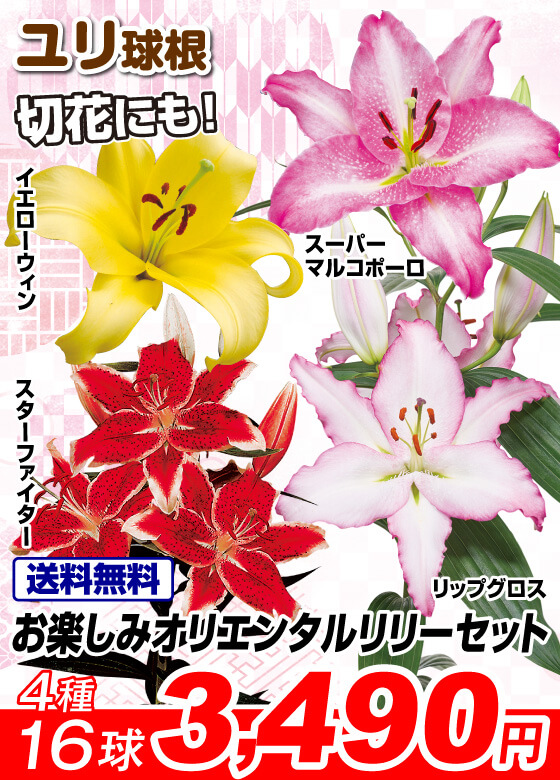 お楽しみオリエンタルリリーセット