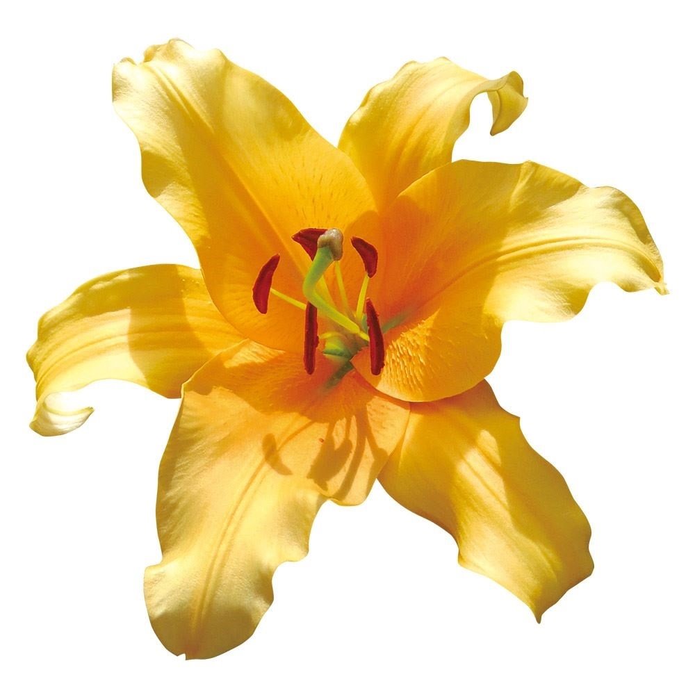 地球花 Amazon｜Homsunny 人工つるシルクペチュニアの花、バスケットに