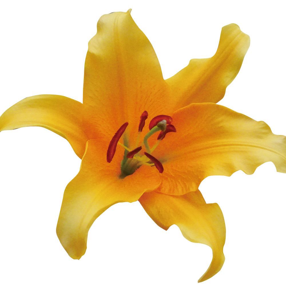 オレンジ色のユリの花　特大球根　育つと2メートル近くになります。 国華園 ユリ 球根 花ユリ オリエンタルリリー 超特大球 オレンジ