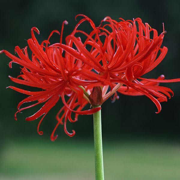 リコリス 球根 八重咲ヒガンバナ 1球 リコリスの球根 リコリスの花 彼岸花 夏植え球根