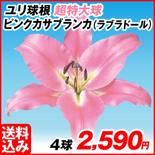 球根 ユリ ピンク」の人気商品一覧 | 安い商品を通販サイトから