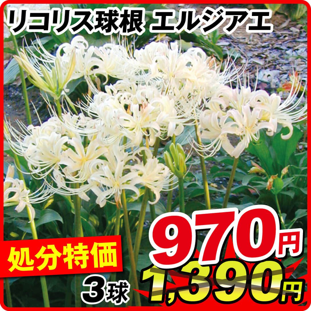 夏植え球根 リコリス エルジアエ 3球 [在庫処分]