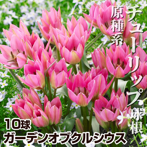 原種系チューリップ 球根 ガーデンオブクルシウス 10球 ミニ 原種系チューリップ 球根 ガーデンオブクルシウス 10球 ミニ