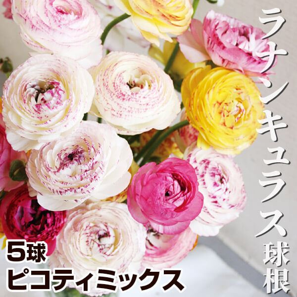 ラナンキュラス 球根 ピコティミックス（無選別） 5球 ラナンキュラスの球根 ラナンキュラスの花 秋植え球根 : 2024n-p0-0690 :  花と緑 国華園 - 通販 - Yahoo!ショッピング