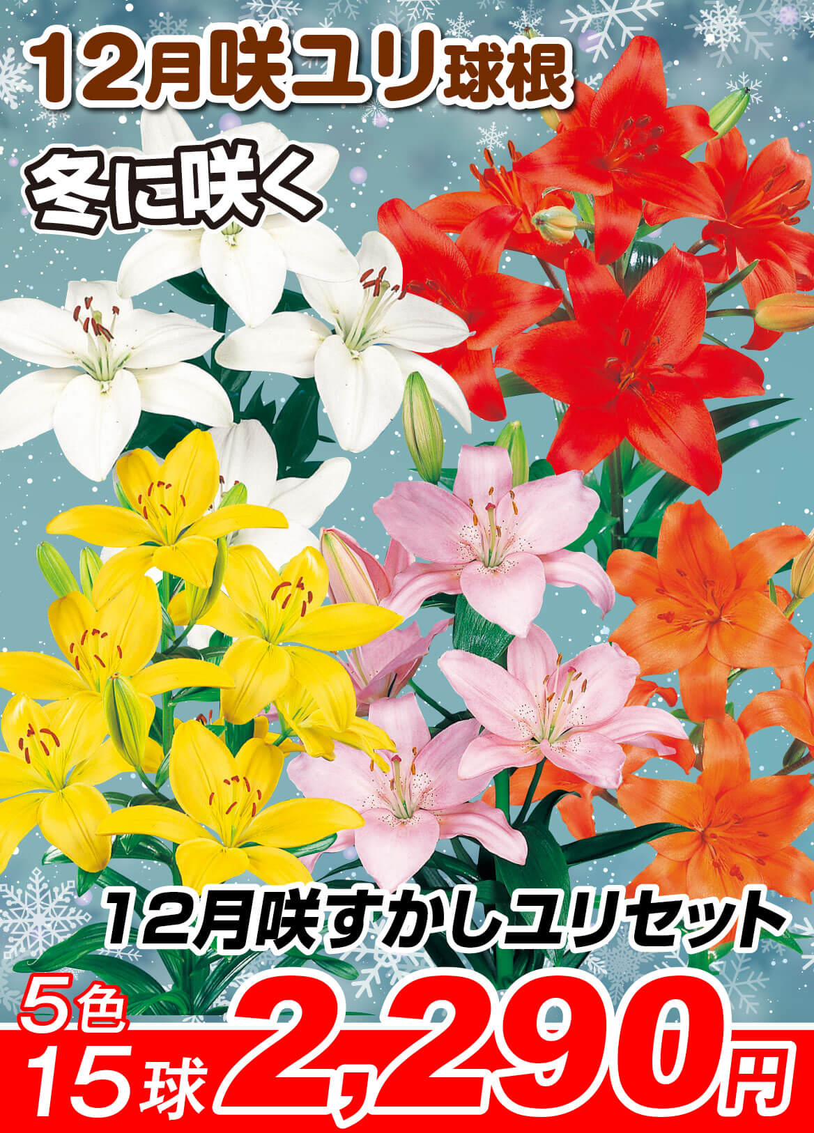 12月咲すかしユリセット