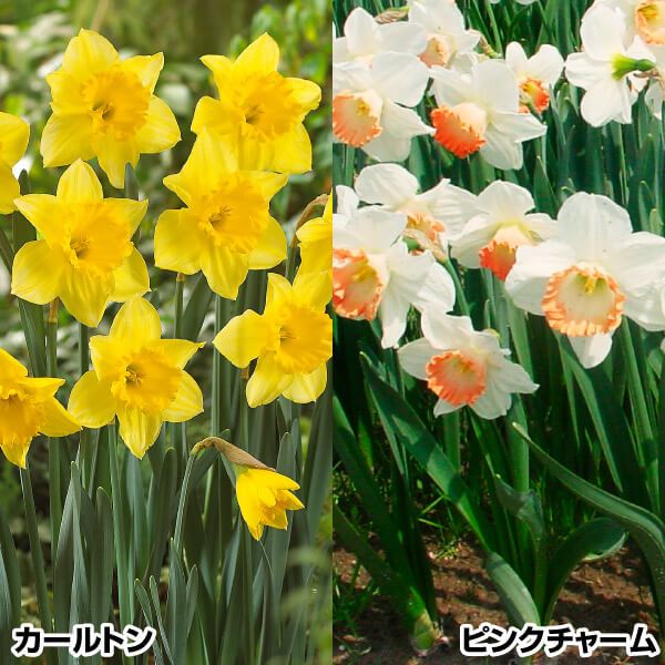 水仙 球根 人気カップ咲水仙セット 2種10球(各5球) スイセンの球根 水仙の花 : 2024n-p1-0055 : 花と緑 国華園 - 通販 -  Yahoo!ショッピング