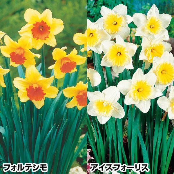 水仙 球根 美色カップ咲水仙セット 2種10球(各5球) スイセンの球根 水仙の花 : 2024n-p1-0057 : 花と緑 国華園 - 通販 -  Yahoo!ショッピング