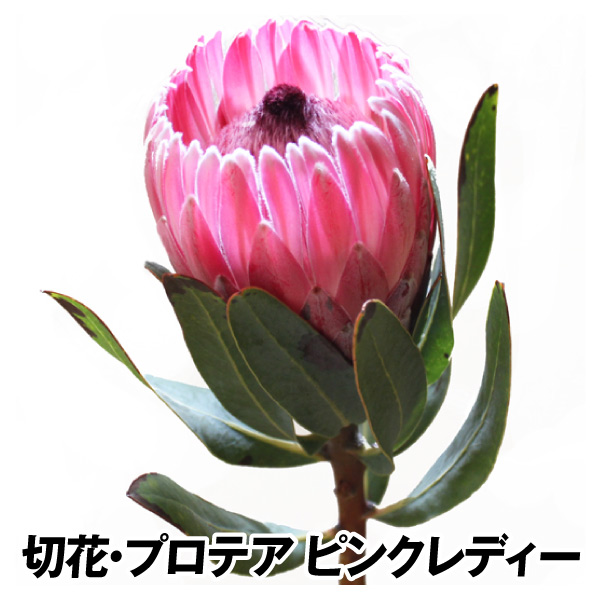 切花 プロテア ピンクレディー 1本 : 2024n-p2-0023 : 花と緑 国華園 