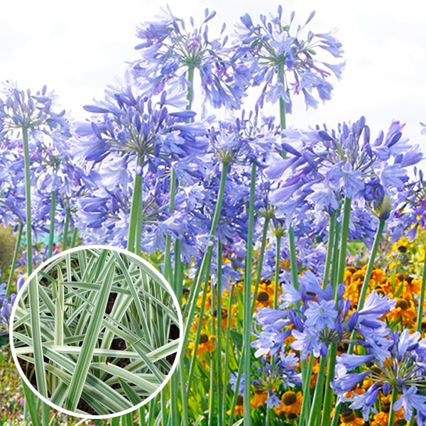 農業資材 ガーデニング用品 アガパンサス」の人気商品一覧 | 安い商品