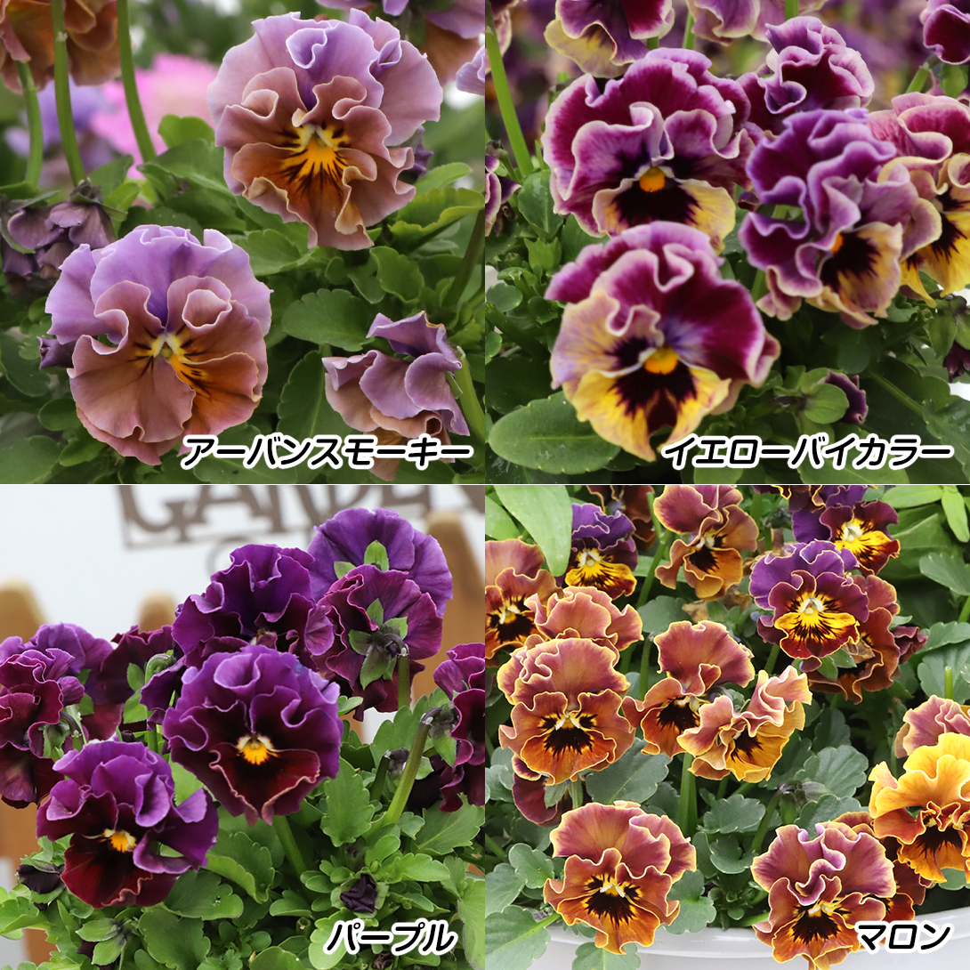 花苗 ビオラ エンジェルウィングセット 4種4株 : 2024n-p2-0124 : 花と緑 国華園 - 通販 - Yahoo!ショッピング