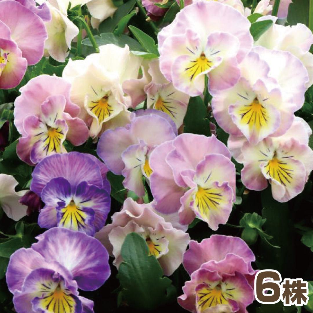 花苗 パンジー フレンチカンカン 七変化 送料無料 12株 : 花と緑 国