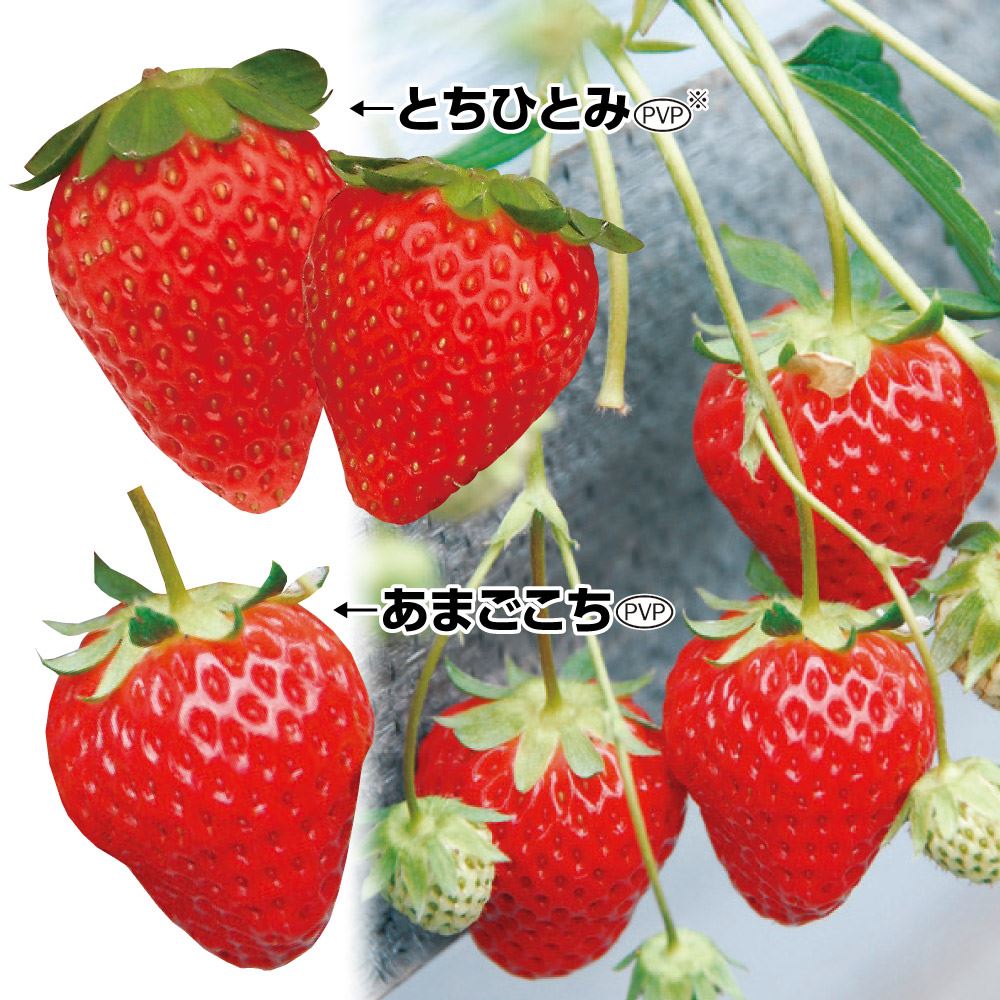 いちご苗 イチゴ苗 苺苗 大満足イチゴセット 2種6株(各3株) / 家庭菜園 イチゴの苗 いちごの苗 とちひとみ あまごこち 夏っちゃん 四季成り いちご 美味しい : 2024n-p3-0008 : 花と緑 国華園 - 通販 - Yahoo!ショッピング