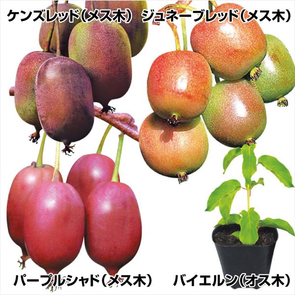 有用植物苗 ベビーキウイセット 4種4株 送料無料 / 家庭菜園 小さいキウイ ミニキウイ ビタミンC ポリフェノール ルテイン 栄養満点  つる性落葉樹 自給自足 植物 : 2024n-p3-0029 : 花と緑 国華園 - 通販 - Yahoo!ショッピング