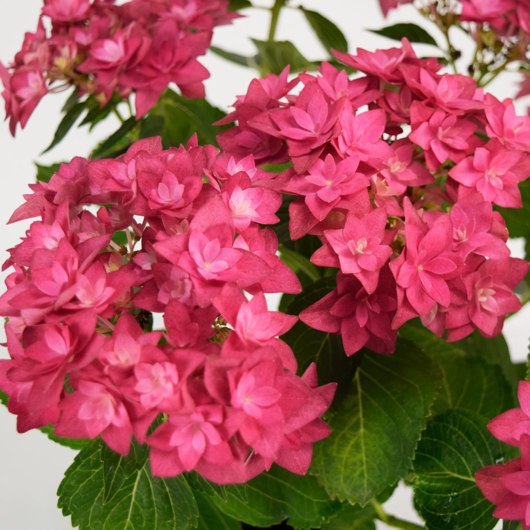 アジサイ 苗 苗木 フランシー 1株 / あじさい紫陽花 アジサイの苗 アジサイの苗木 庭木 植木 花木苗 八重咲き : 2024n-p4-0003  : 花と緑 国華園 - 通販 - Yahoo!ショッピング