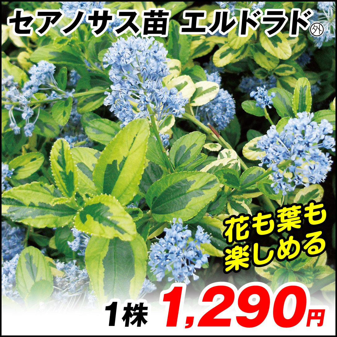 エルドラド外