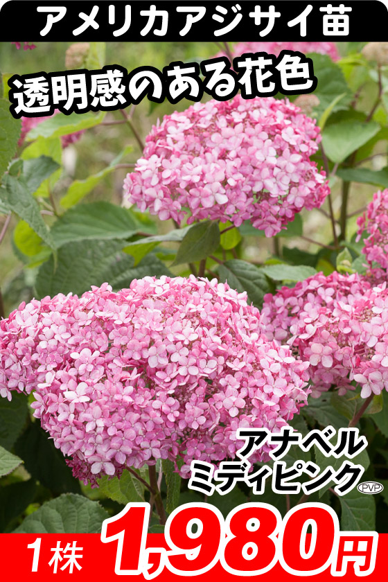 アナベルミディピンク