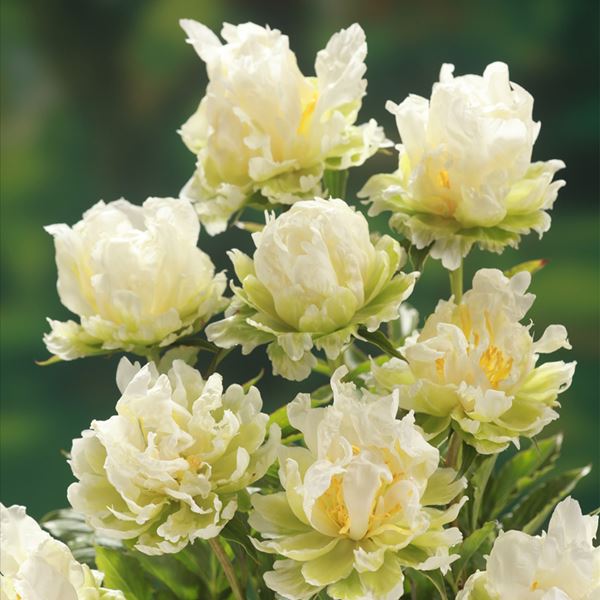日本花キ流通 予約販売 芍薬 アメリカシャクヤク グリーンハロー