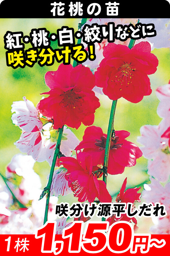 咲分け源平しだれ