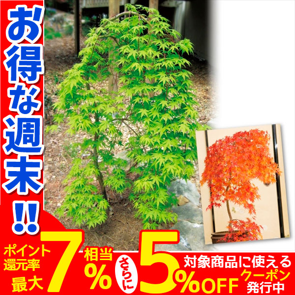 もみじ 苗 苗木 しだれ紅葉 流泉 1株 / 紅葉 モミジの苗 庭木 植木 花木苗 : 2024n-p4-0077 : 花と緑 国華園 - 通販 -  Yahoo!ショッピング