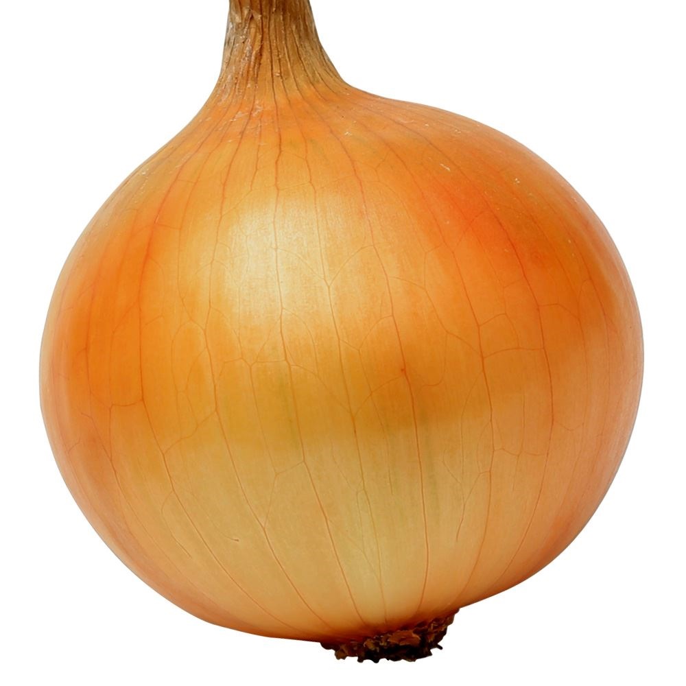 玉ねぎ nae_sinshuntamaex_m01.jpg