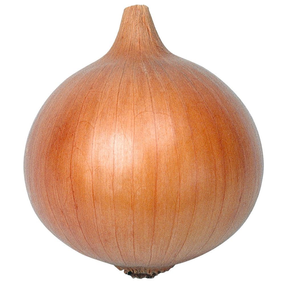 国華園 種 野菜たね タマネギ (早生)F1ハ...の詳細画像1
