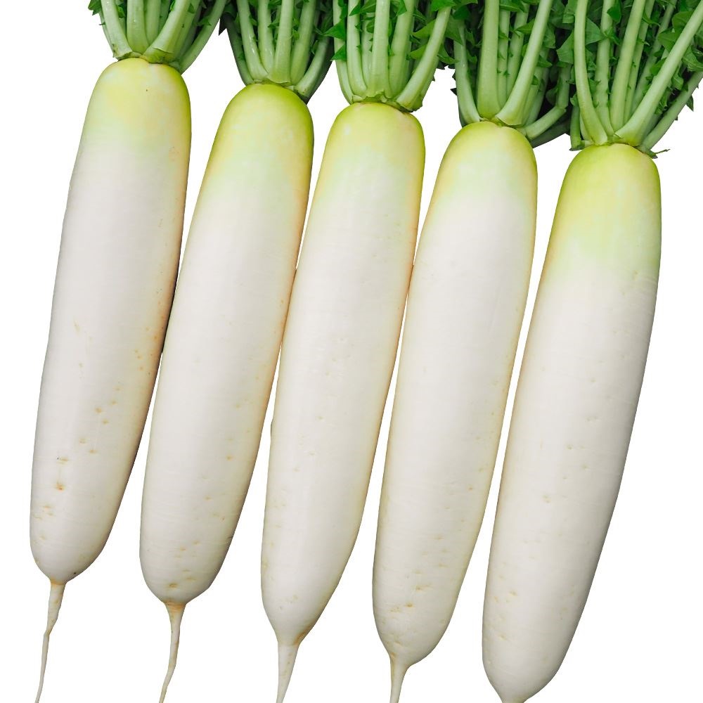 種 野菜たね ダイコン F1恵の砦 1袋（150粒） 大根 野菜の種 国華園