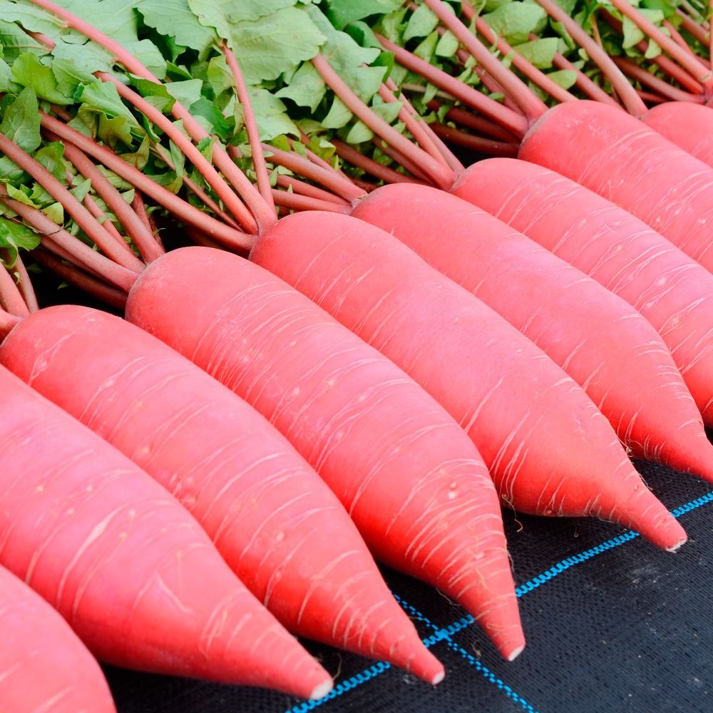 種 野菜たね ダイコン F1春あかね 1袋（2ml） 大根 野菜の種 国華園
