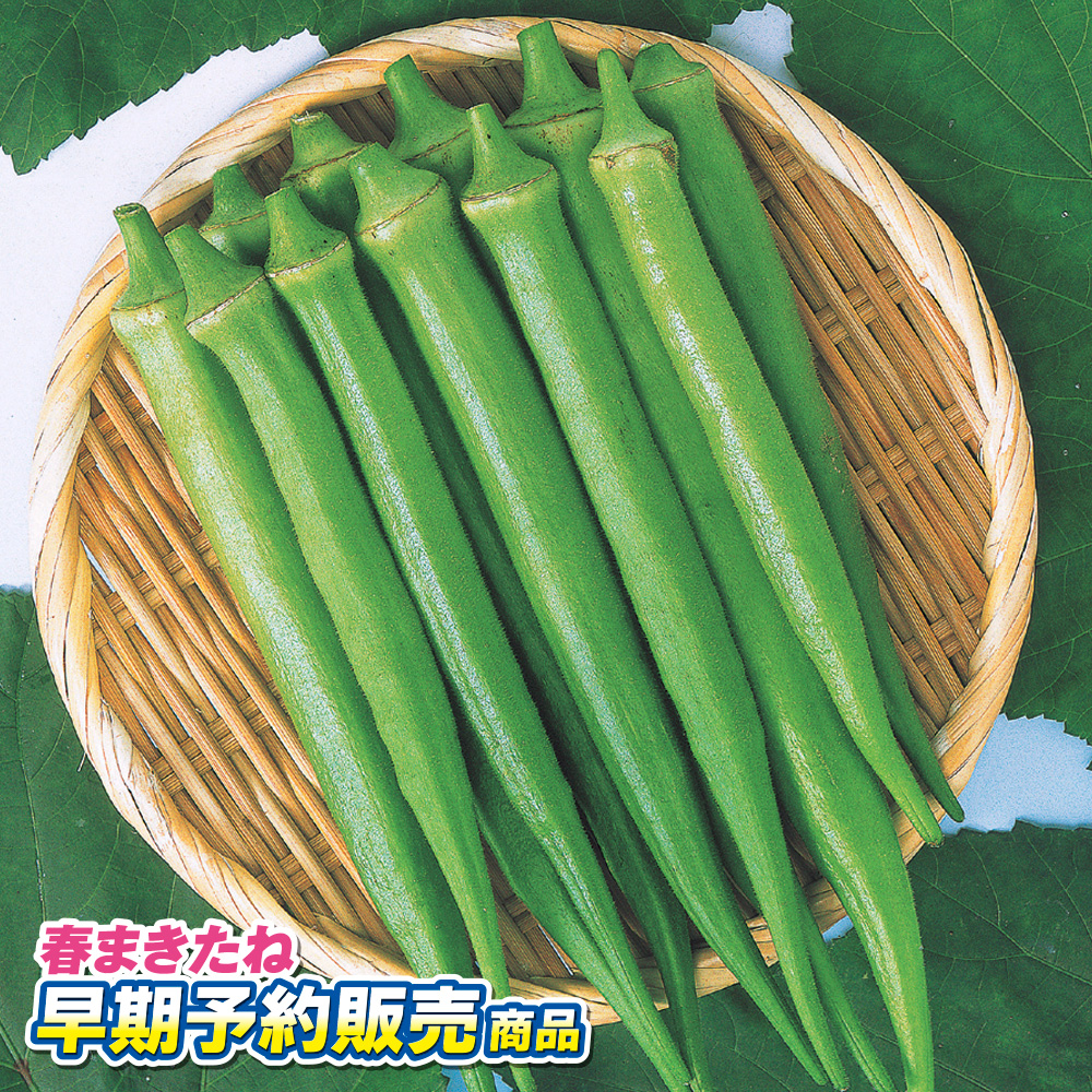 早期予約販売たね）種 野菜たね オクラ エメラルドオクラ 1袋（10ml） /25年春発送【送料グループ:R25T9】 : 2024n-p6-0062  : 花と緑 国華園 - 通販 - Yahoo!ショッピング