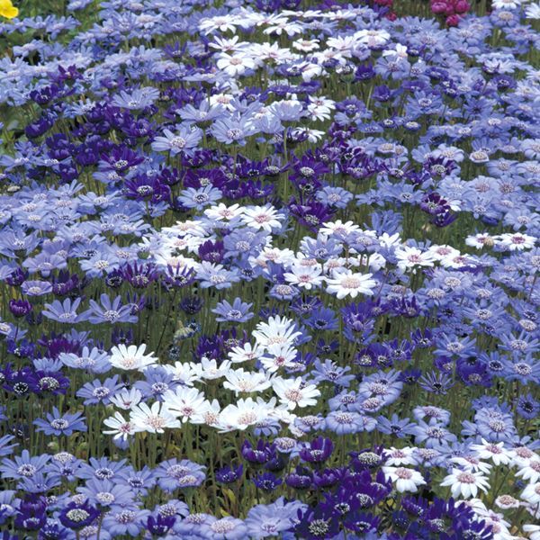 種 花たね フェリシア ブルーミックス 1袋(100mg) / 花のたね 花の種 花種｜kokkaen