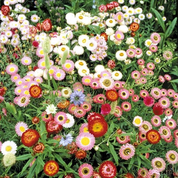 花種 花たね ドライフラワーミックス 1袋（400mg） : 花と緑 国華園