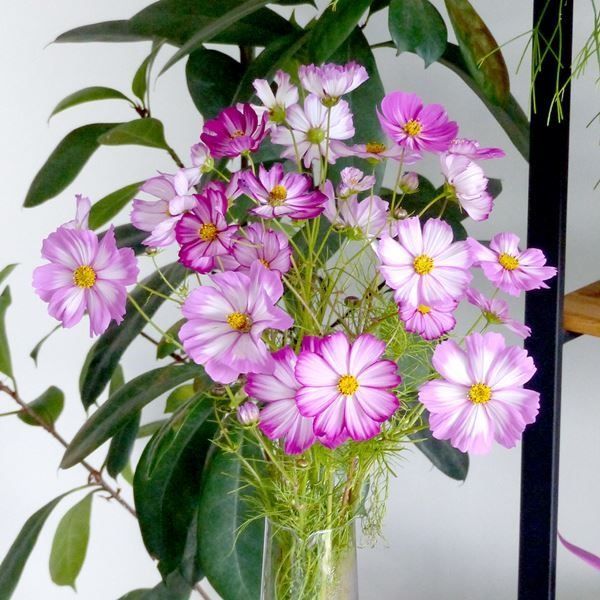 種 花たね コスモス ピンクピコティ 1袋(500mg) 爆買 : 花と緑 国華園