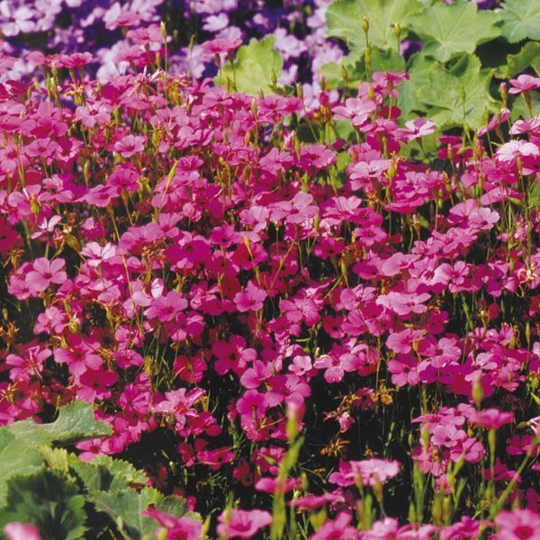 国華園 種 花たね ビスカリア ピンクエンジェル 1袋(300mg) / 花の種