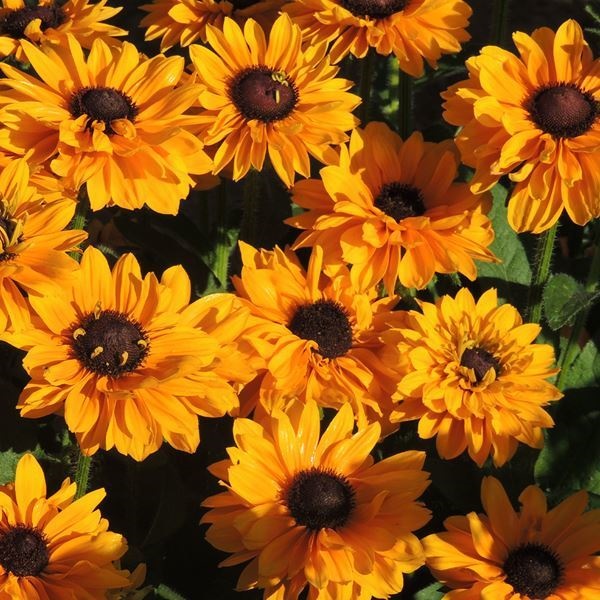 k14ゴ-ルド　3gを超える花の形をしたルビーがちりばめられた 花種 花たね ルドベキア ゴルディロック 1袋（100mg） : 花と緑