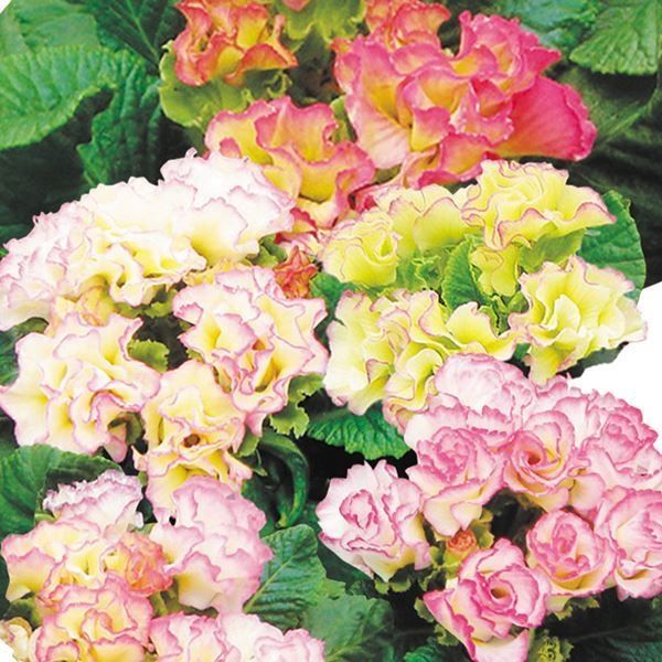 種 花たね 夏咲福寿草 1袋(2000mg) : 花と緑 国華園 - 通販 - Yahoo