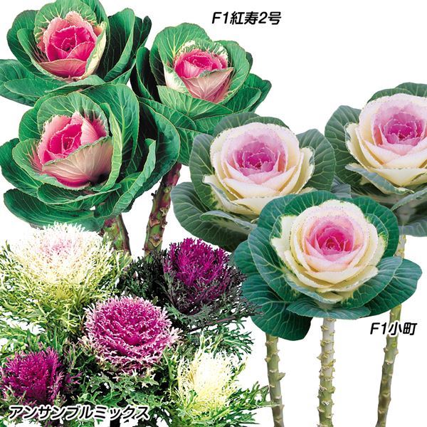 種 花たね 葉牡丹 切葉人気葉牡丹セット 3種3袋 / 花のたね 花の種 花種 ハボタン｜kokkaen