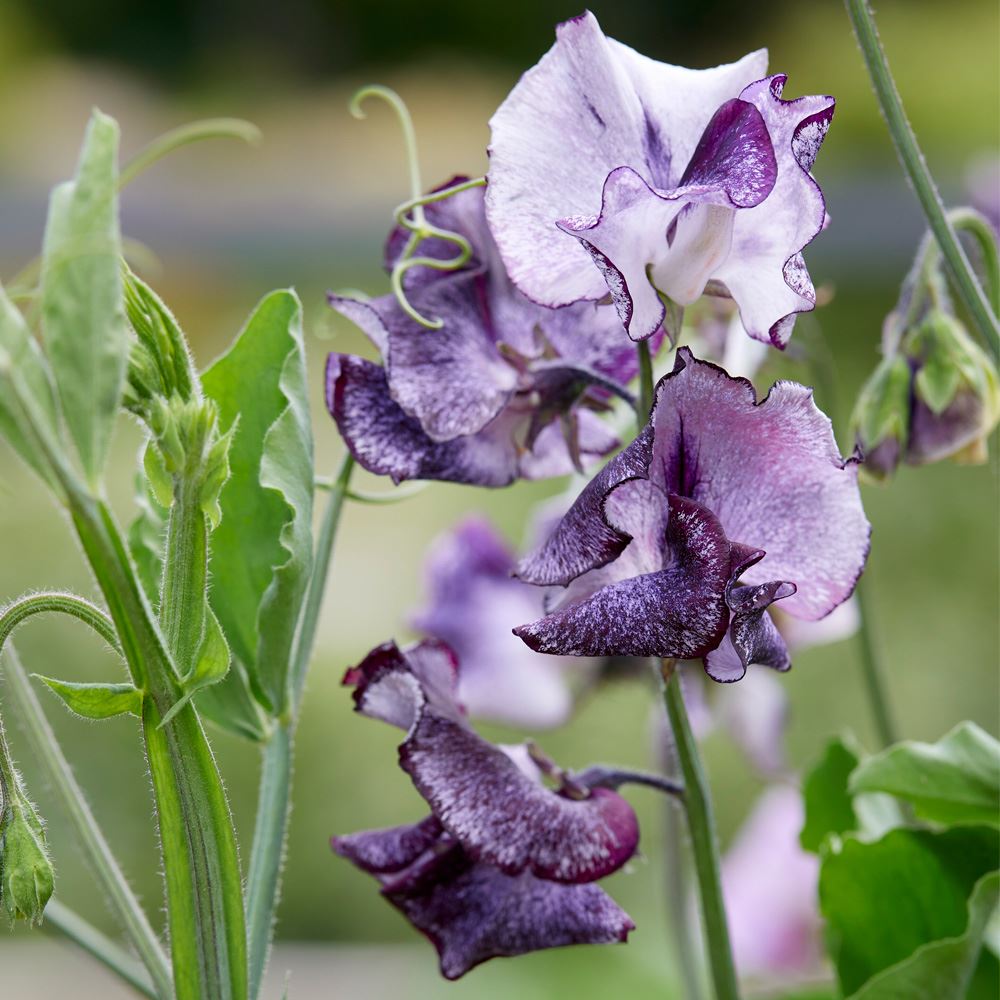 種 花たね スイートピー ニンバス 1袋(20粒) / 花のたね 花の種 花種 : 2024n-p7-0083 : 花と緑 国華園 - 通販 -  Yahoo!ショッピング