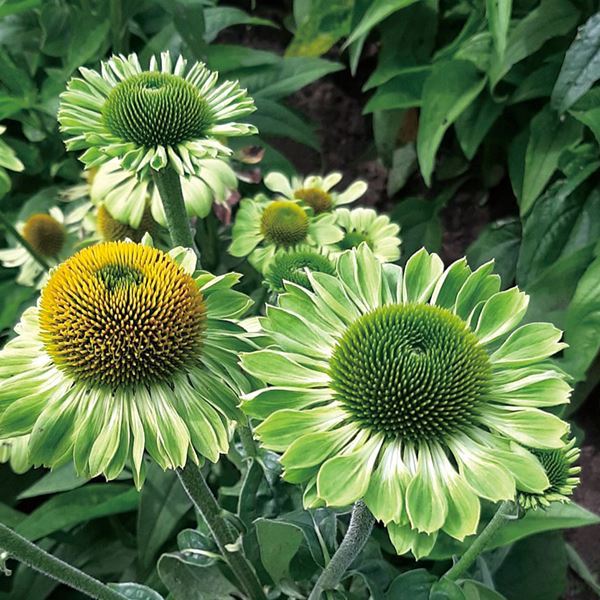 種 花たね エキナセア アランズプライド 1袋(15粒) / 花のたね 花の種 花種 : 2024n-p7-0090 : 花と緑 国華園 - 通販 -  Yahoo!ショッピング