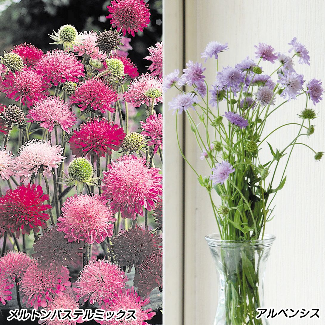 1袋(250mg) コラレット咲混合 ダリア 花たね 種 おまけ種子付き ＋ コラレット咲き 【種子】ダリア : 国華園 花と緑 花