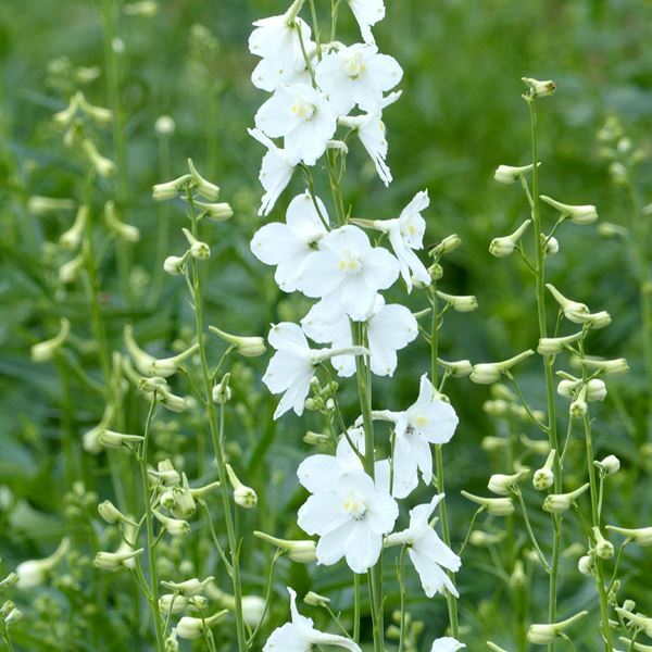 種 花たね デルフィニウム ベラドンナ カサブランカ 1袋(100mg) / 花のたね 花の種 花種 デルフィニューム : 2024n-p7-0104  : 花と緑 国華園 - 通販 - Yahoo!ショッピング