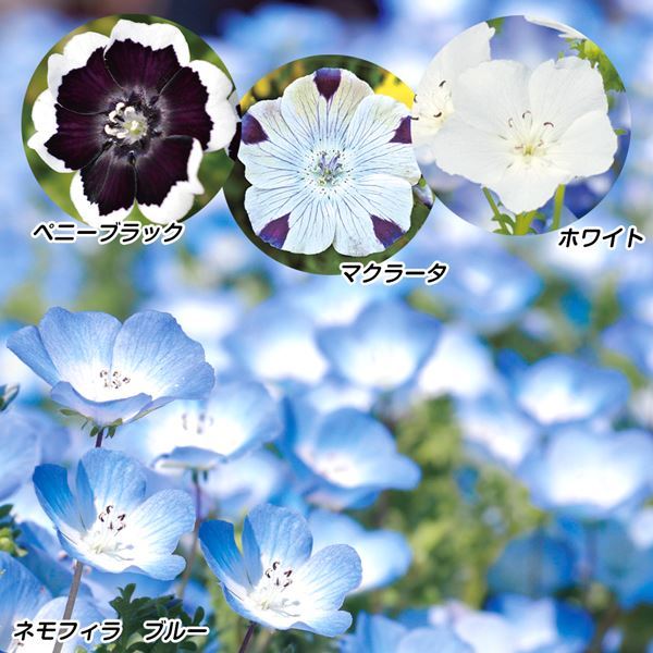 種 花たね ネモフィラ 盛り合わせセット 4種8袋 / 花のたね 花の種 花種 : 2024n-p7-0112 : 花と緑 国華園 - 通販 -  Yahoo!ショッピング