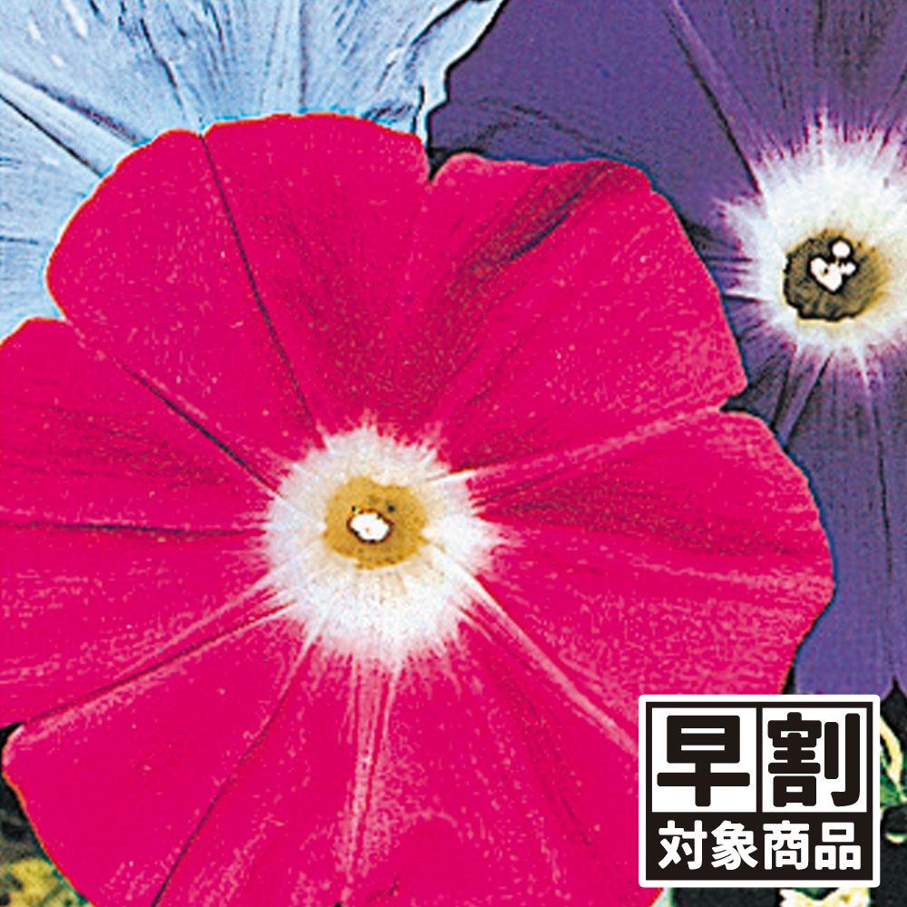 早期予約販売たね）種 花たね 朝顔 巨大輪日本朝顔混合 1袋(15粒) 早割