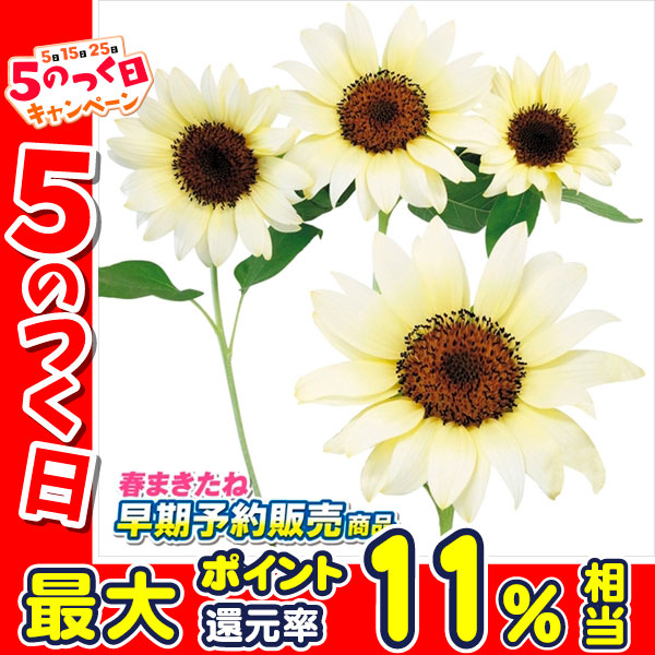 早期予約販売たね）種 花たね ヒマワリ F1プロカット ホワイトナイト 1袋(20粒) /25年春発送【送料グループ:R25T9】 :  2024n-p7-0149 : 花と緑 国華園 - 通販 - Yahoo!ショッピング