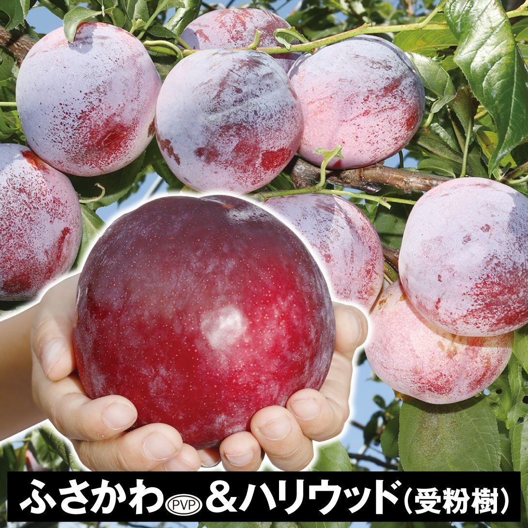 植木 果樹苗 スモモ」の人気商品一覧・価格比較 - 価格.com