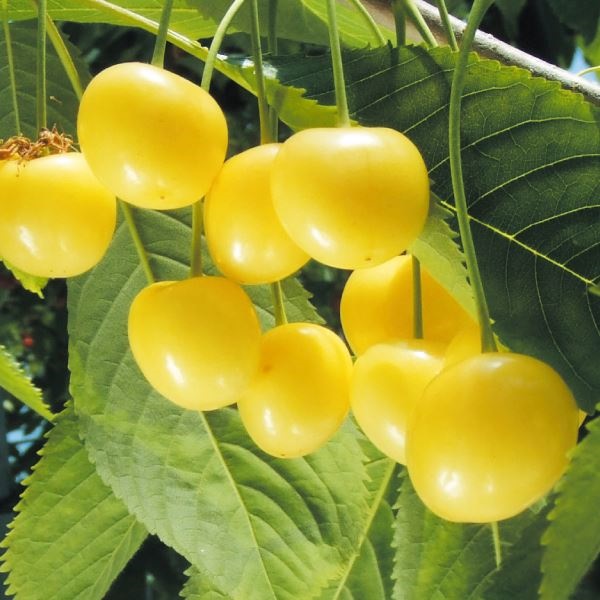 サクランボ 月山錦(R) 1株 果樹苗 国華園 : 花と緑 国華園 - 通販