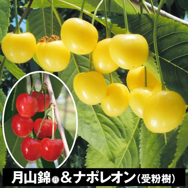 果樹苗 サクランボ 月山錦(R)＆ナポレオン(受粉樹) 2種2株｜kokkaen